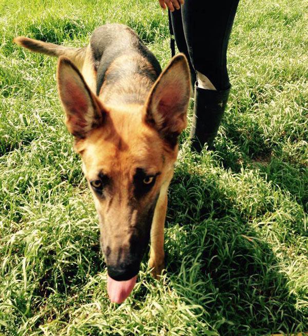 Steven the GSD desperately needs out of kennels in a home of his own