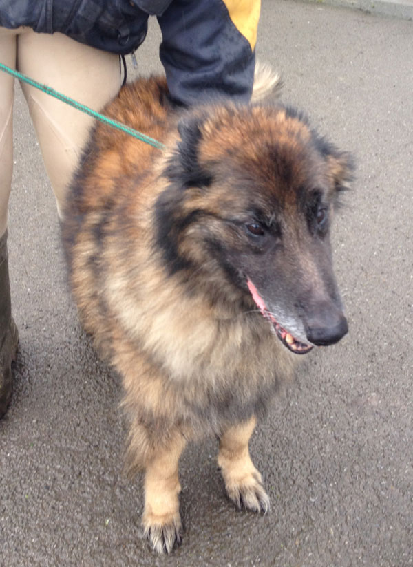 storm older gsd who has ended up in kennels because of the death of his owner