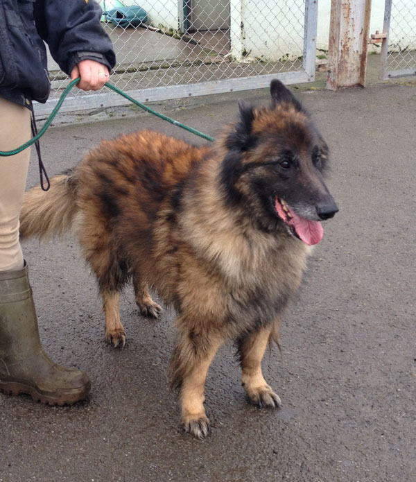 storm lovely older german shepherd