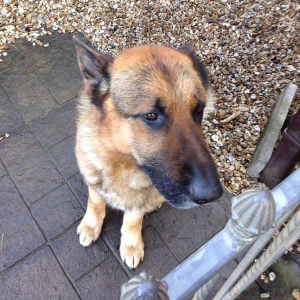 sultan failed police dog looking for a new home