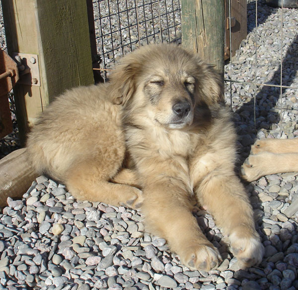 suzi the carpathian enjoying the sunshine