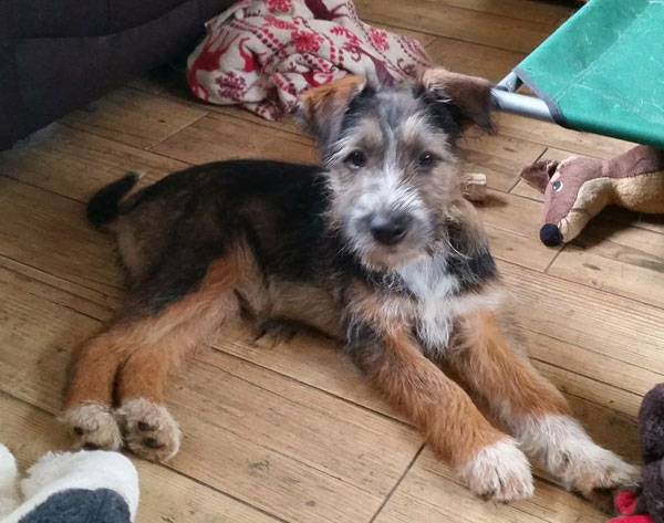 adorable german shepherd cross puppy