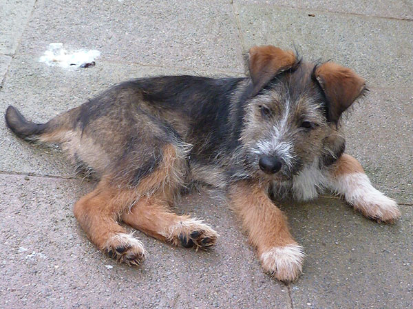 german shepherd cross puppy that is too cute for words