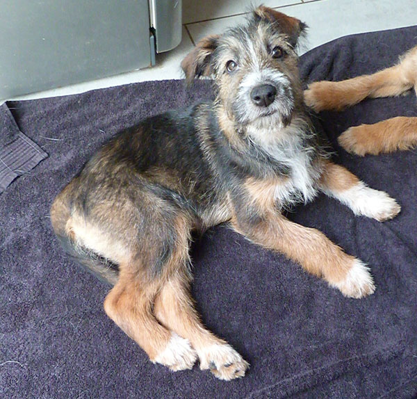 suzie the gsd cross puppy says will you be my new mum and dad