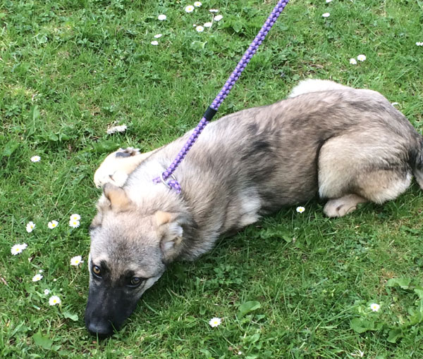 Suzie the puppy says - want to play with me?