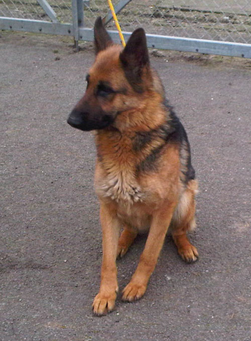 tammy very pretty young german shepherd