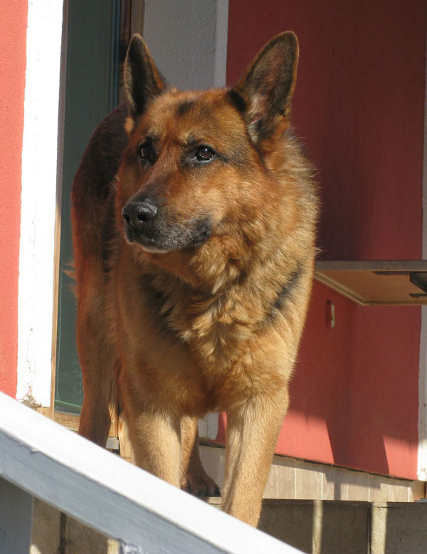 Tango is such a handsome dog