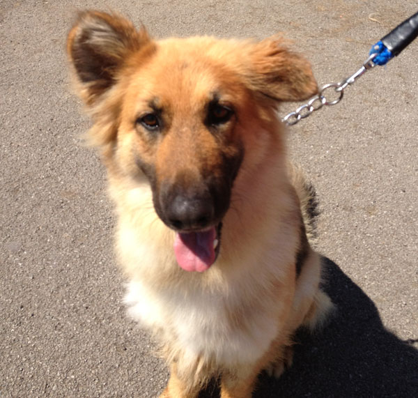 taya gsd posing for her picture