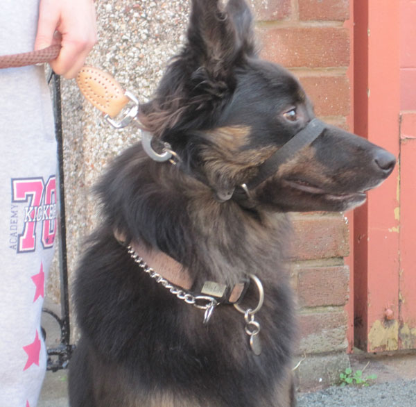 taz lovely young german shepherd border collie cross