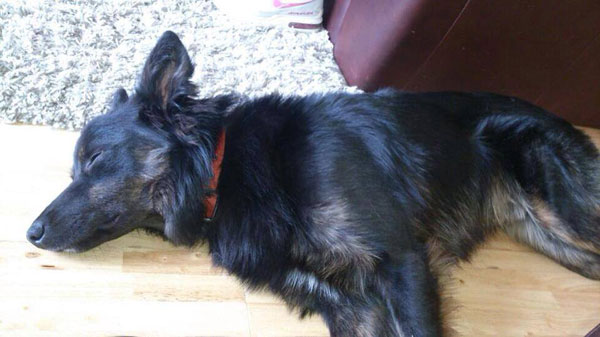 taz border collie gsd cross having a sleep after a long walk