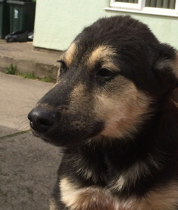 sweet gsd puppy Ted