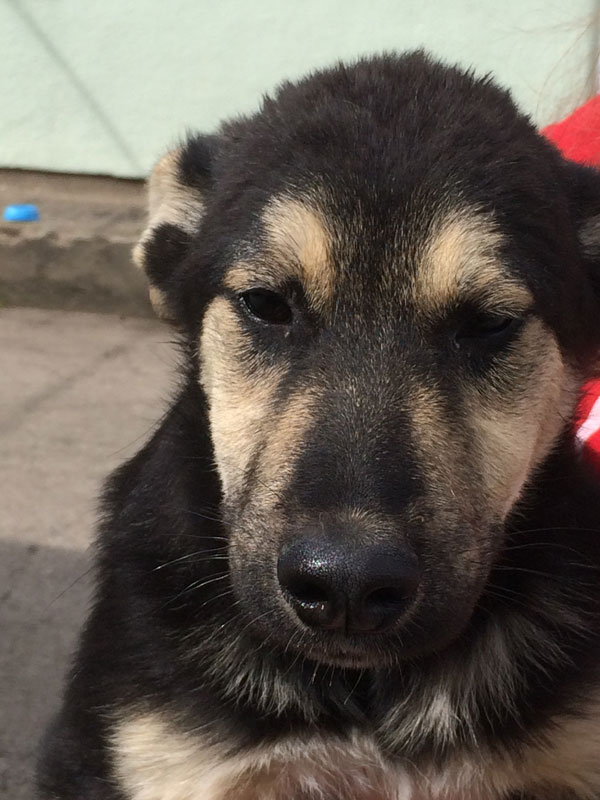  ted the german shepherd puppy needs ahome