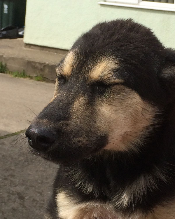 Ted gsd puppy closing his eyes and making a wish for a mummy and daddy to adopt him