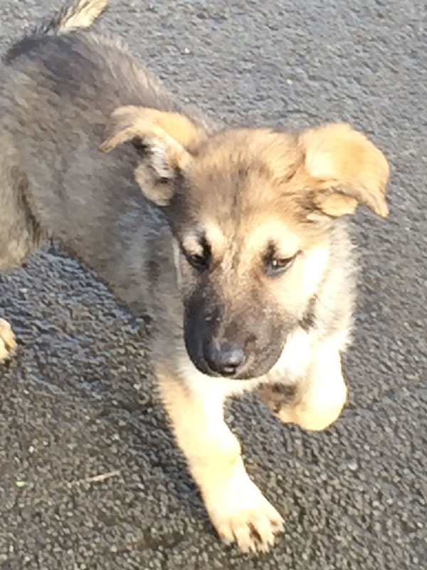 this gsd cross puppy is so cute it went off the scale