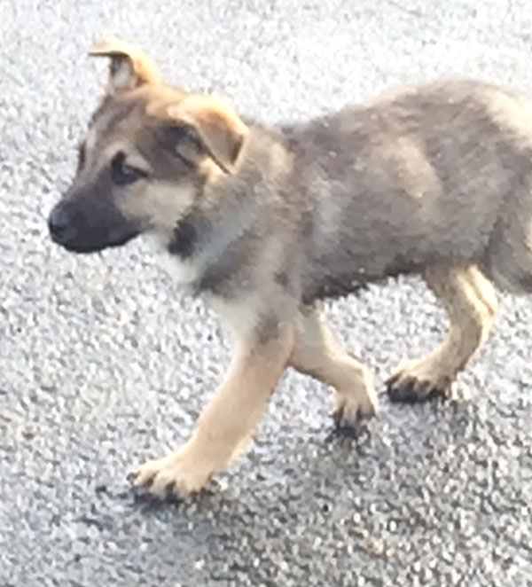 munchkin gsd cross puppy toby