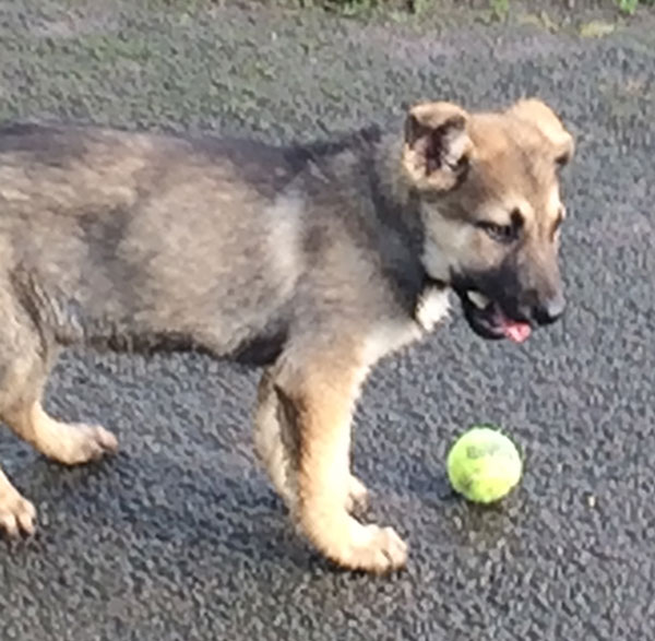 german shepherd cross puppy wants to play ball