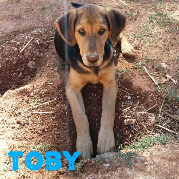 Toby - Greece