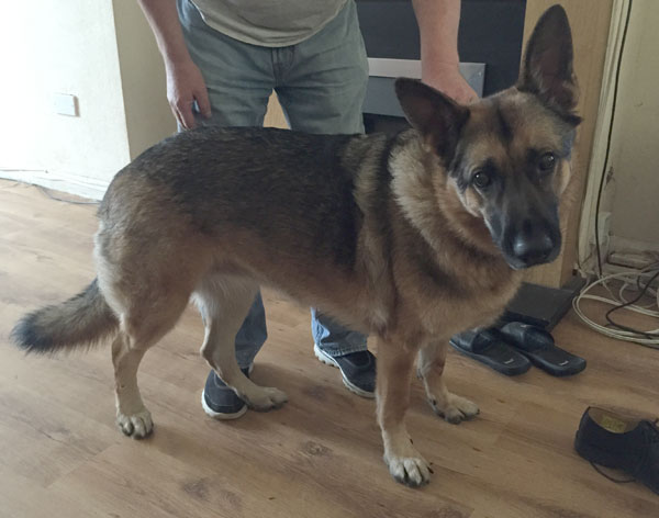 beautiful 4 year old GSD Tren