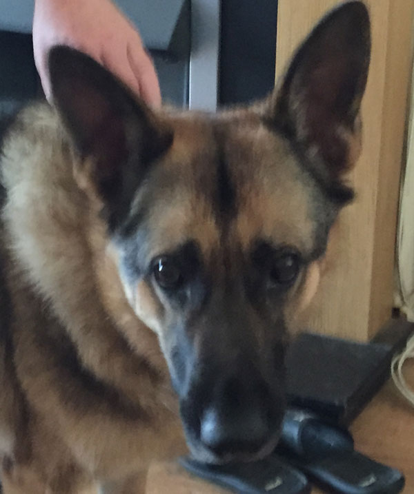 tren the german shepherd will not disappoint her new owner