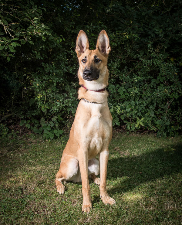 This gorgeous sandy GSD pup is Troy who is just 7 months old