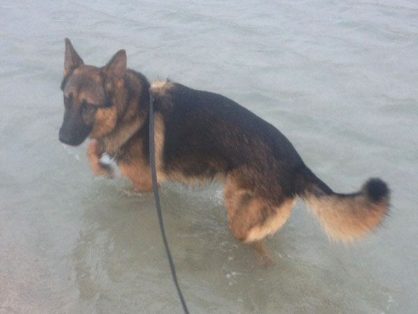 Troy GSD will do anything for a swim, especially in the sea