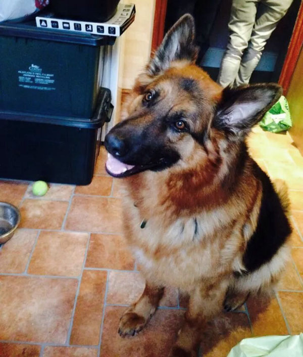 tyson is a credit to the gsd breed