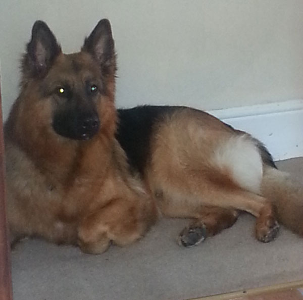 handsome big GSD Tyson