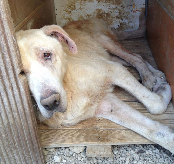 uncle tom the great dane cross being kept in appalling conditions