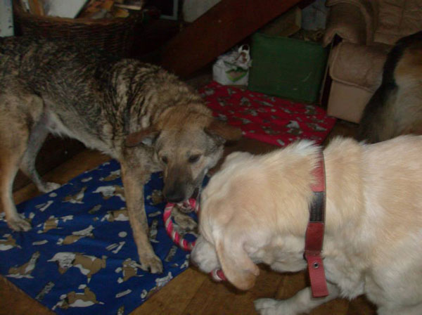 uncle tom playiong with a romanian foster dog called Lemmy