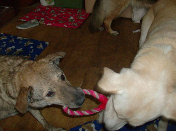 two very lucky foster dogs