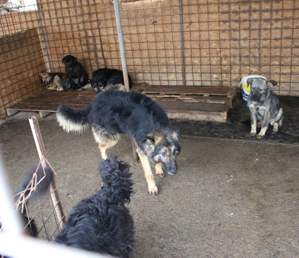 valli cocking his leg in the shelter