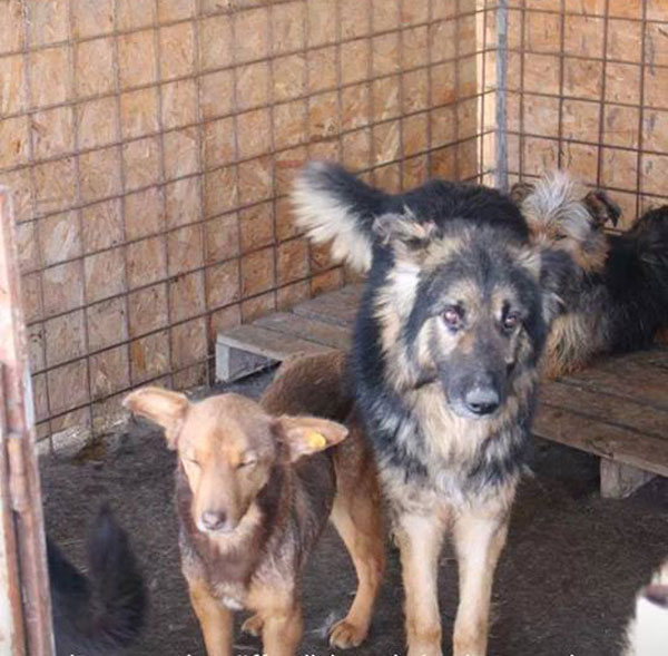 valli in the shelter in romania