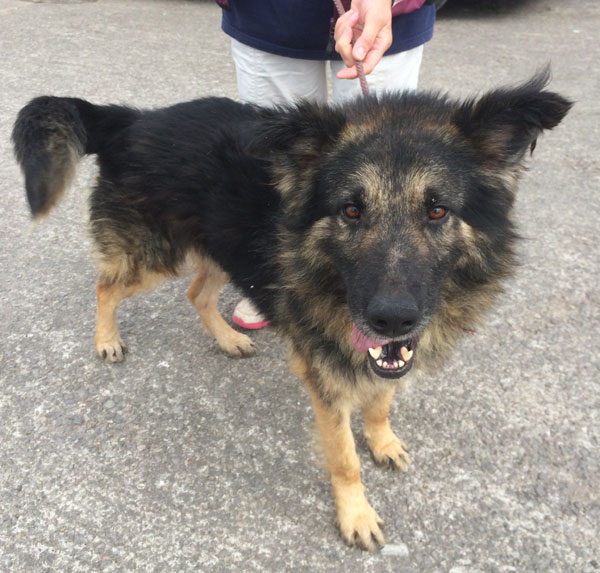 valli gsd from romanian after his wash and blow dry