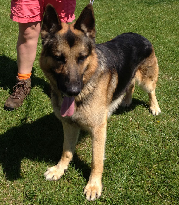 victor beautiful male gsd