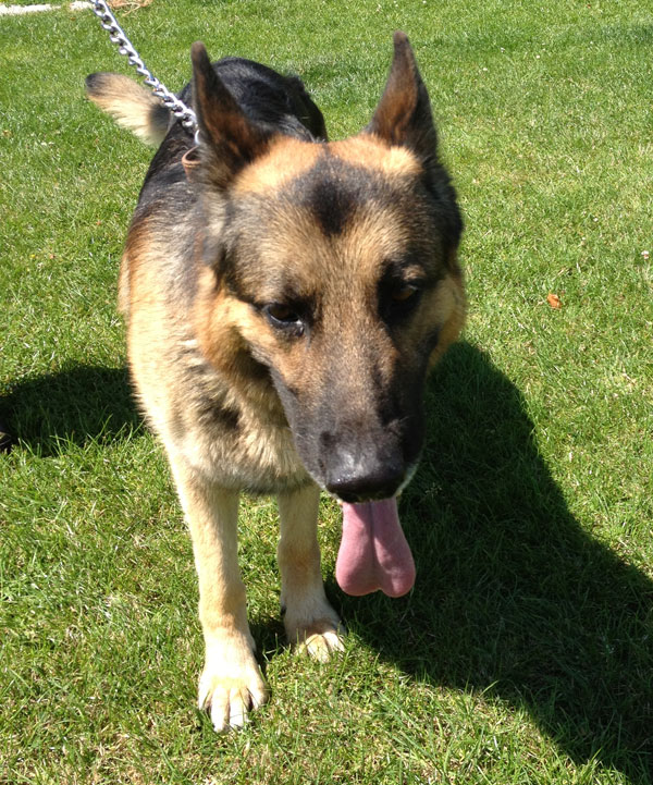 victor the gsd who is homeless because his owner died