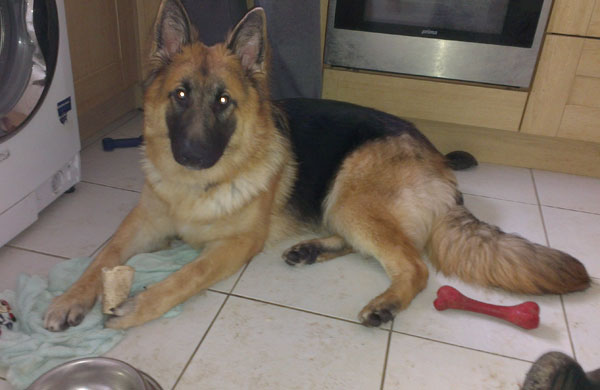 handsome 10 month old german shepherd Vinnie