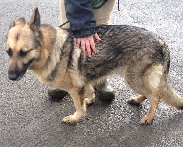 weather sable coated german shepherd