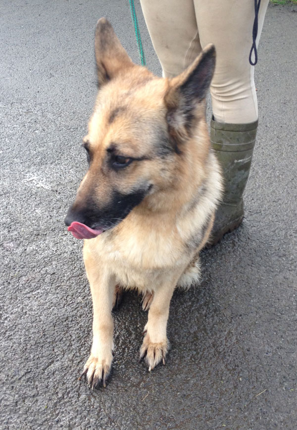 weather german shepherd looking for her retirement home