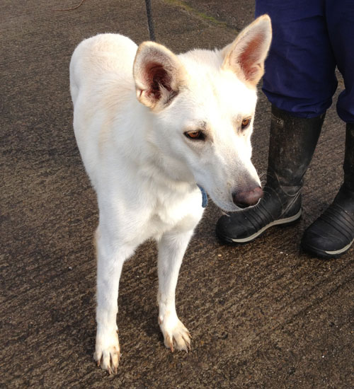 nervous white german shepherd