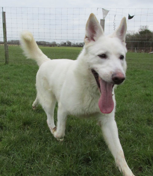 beautiful short coated white german shepherd called max