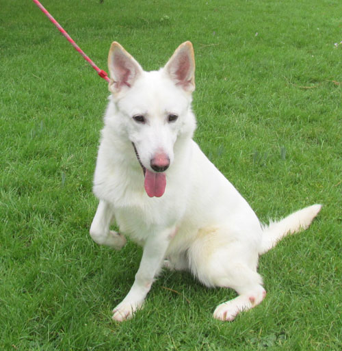 white german shepherd max