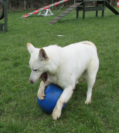 white german shepherd playing football