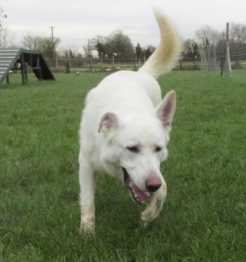 white german shepherd having a good sniff around