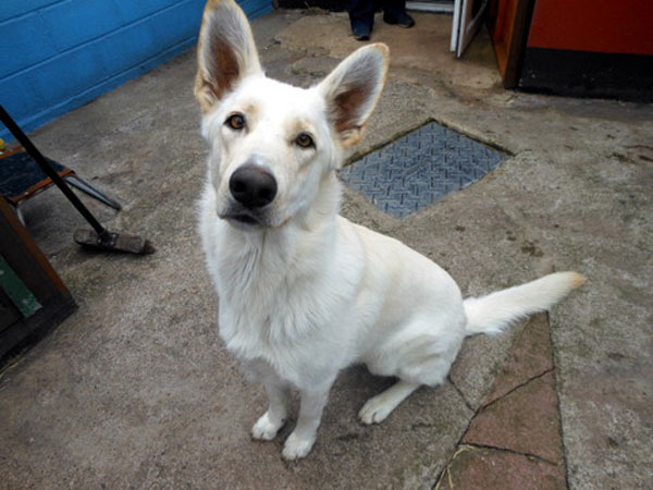 very pretty white german shepherd