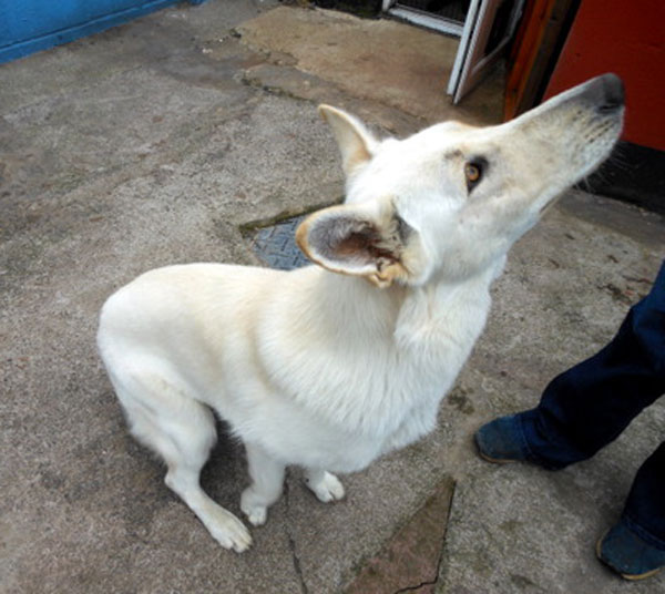 rosie white short coat german shepherd sitting to have her photo taken