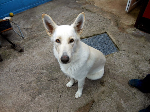 rosie white german shepherd in need of further training