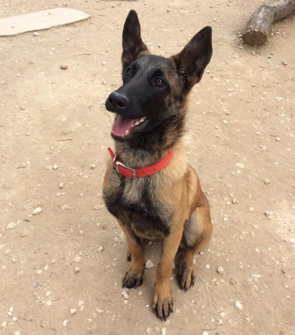 Willow a lovely young Malinois puppy