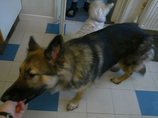 willow the german shepherd taking a treat