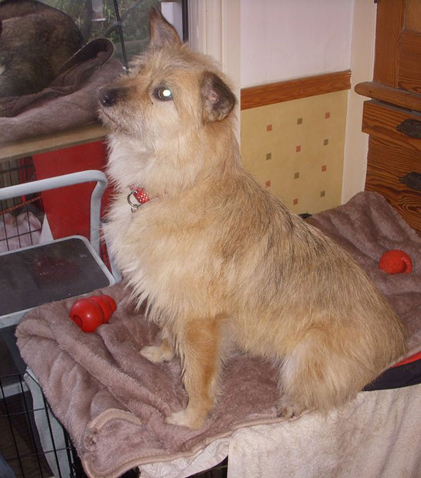 willow cute mixed breed terrier looking for a new home