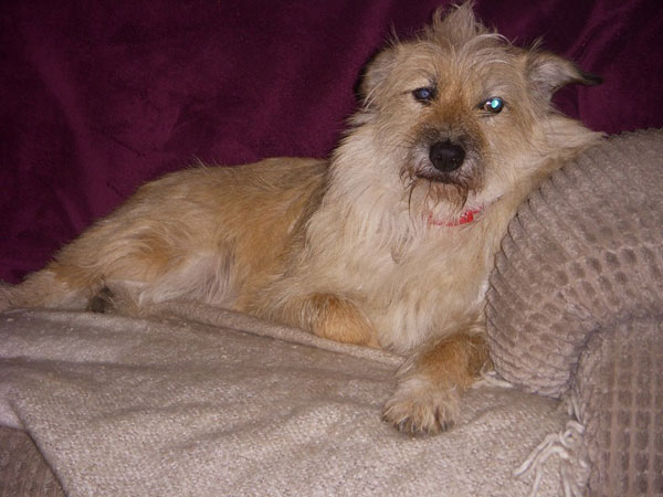 snoozy time for Willow the mixed terrier